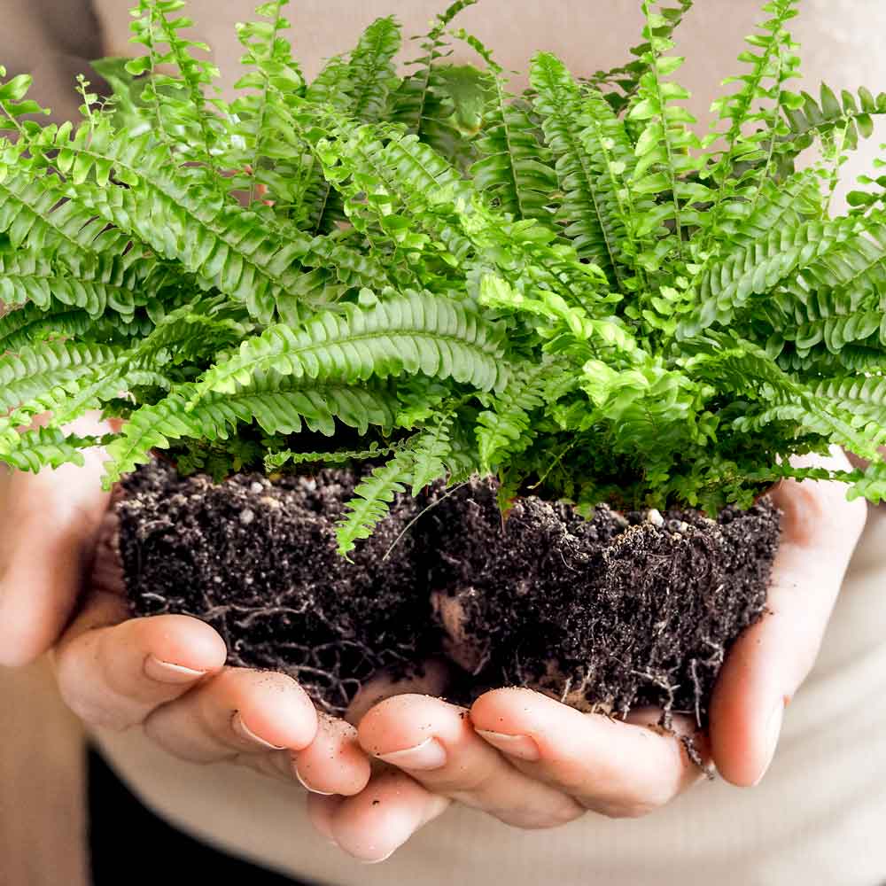 Nephrolepis Krulvaren verpotten verplanten