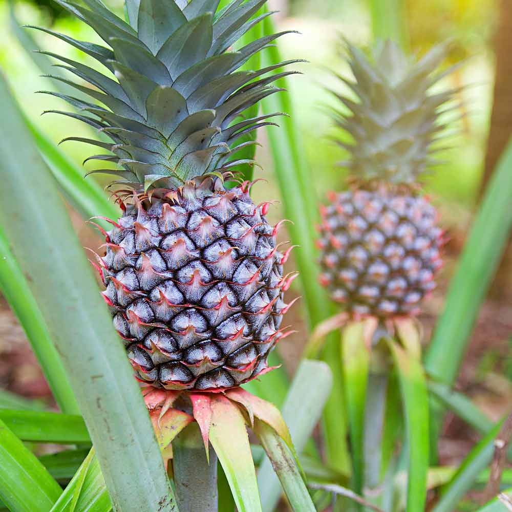 Bromelia Ananas Ananasplant oorsprong en herkomst