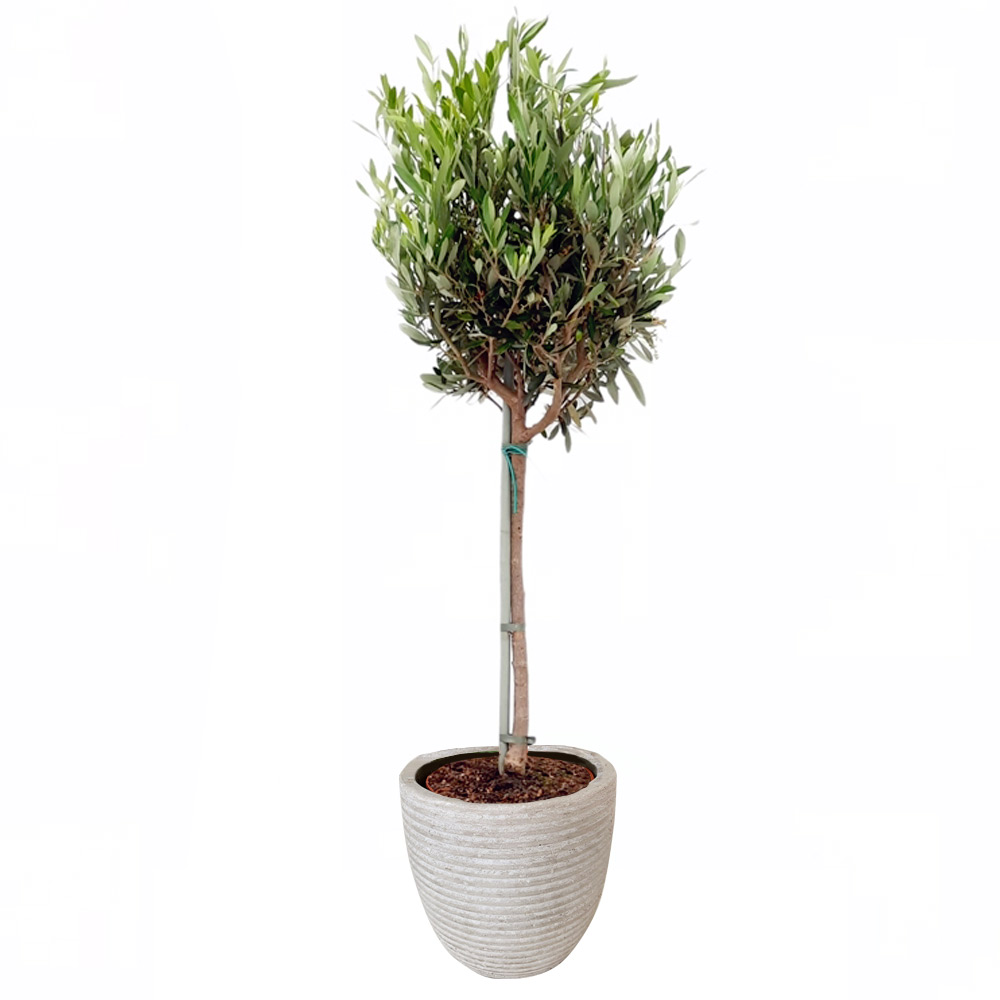 Olea Europaea Olijfboom