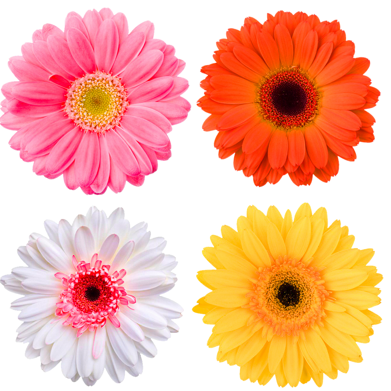 Gerbera Herkennen Felle Kleuren