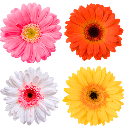 Gerbera Herkennen Felle Kleuren