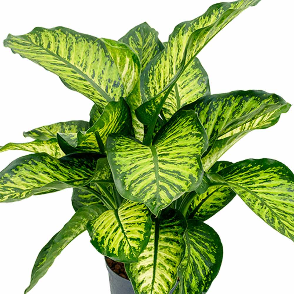 Dieffenbachia standplaat licht en warmte