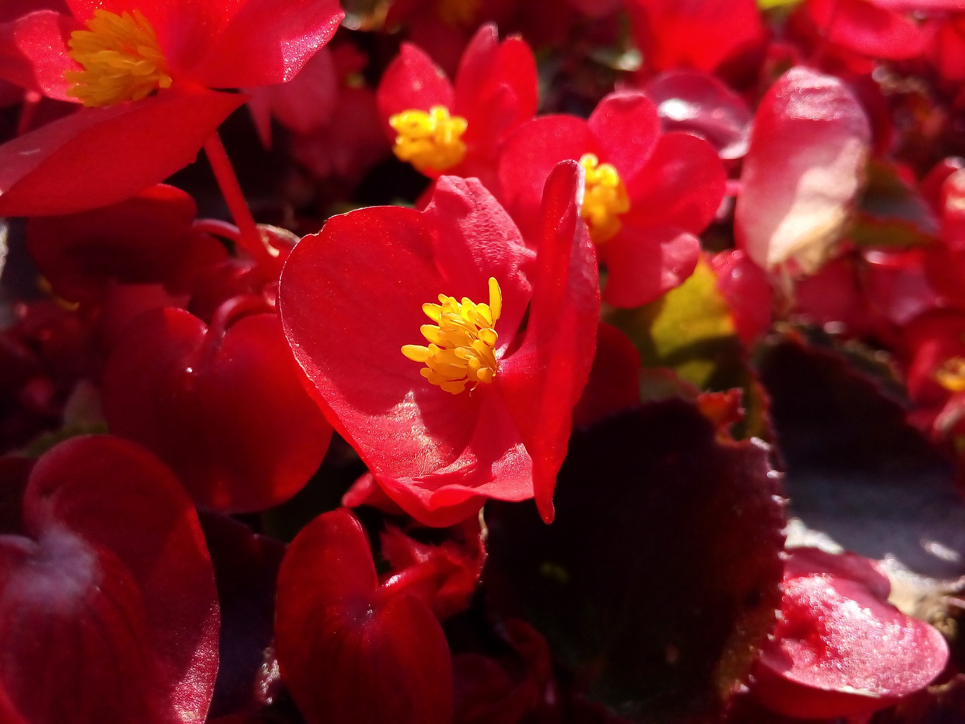 Begonia Herkennen