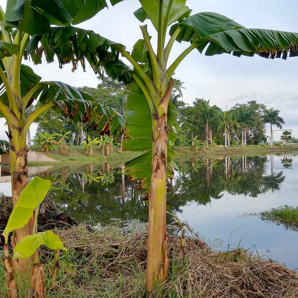Musa plant Bananenplant oorsprong herkomst