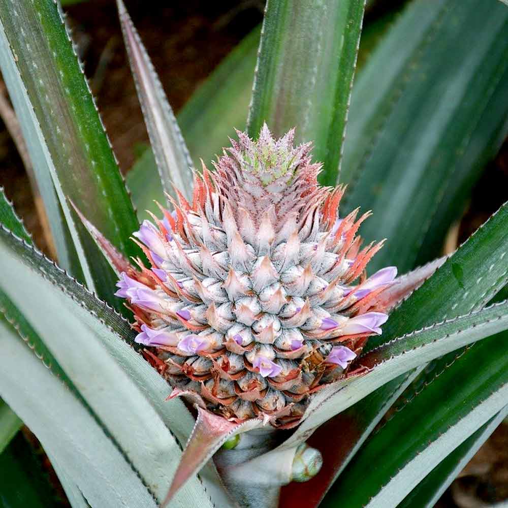 Bloeiende Bromelia Ananasplant