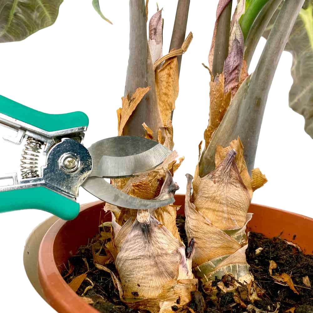 Alocasia Olifantsoor verzorging en snoeien