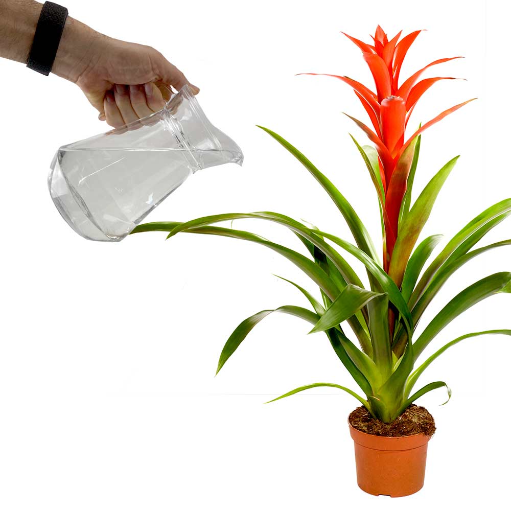 Bromelia water geven