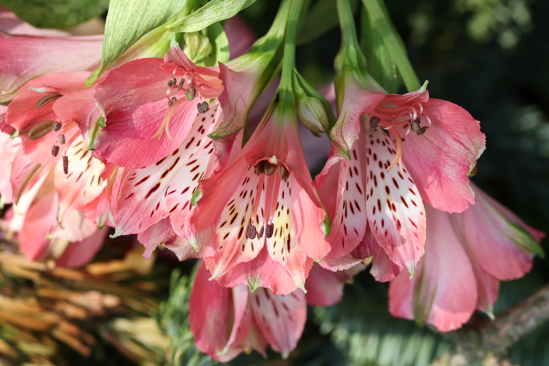 Alstroemeria Oorsprong