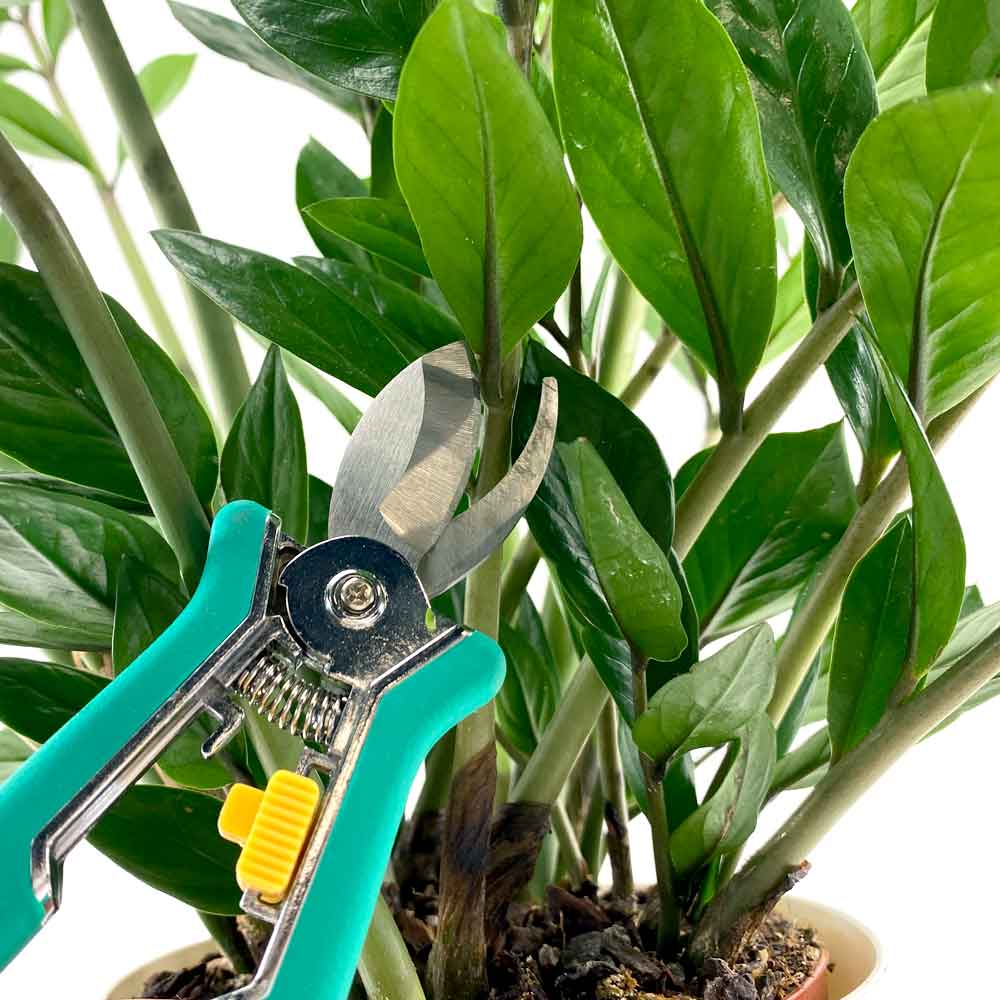 Zamioculcas ZZ-plant Emerald palm snoeien