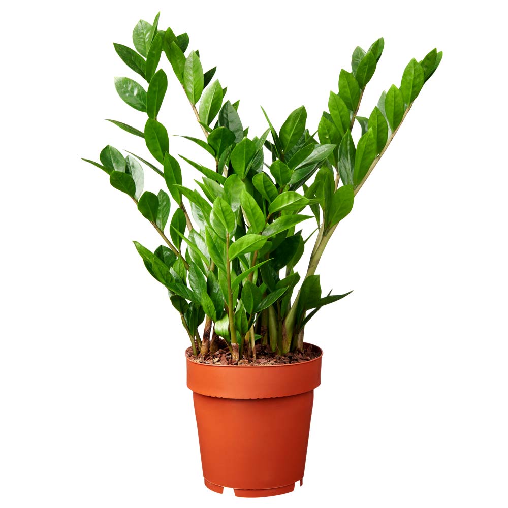 Zamioculcas ZZ-plant Emerald palm subsoorten