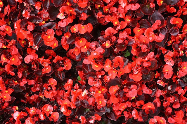 Tuinplant Begonia