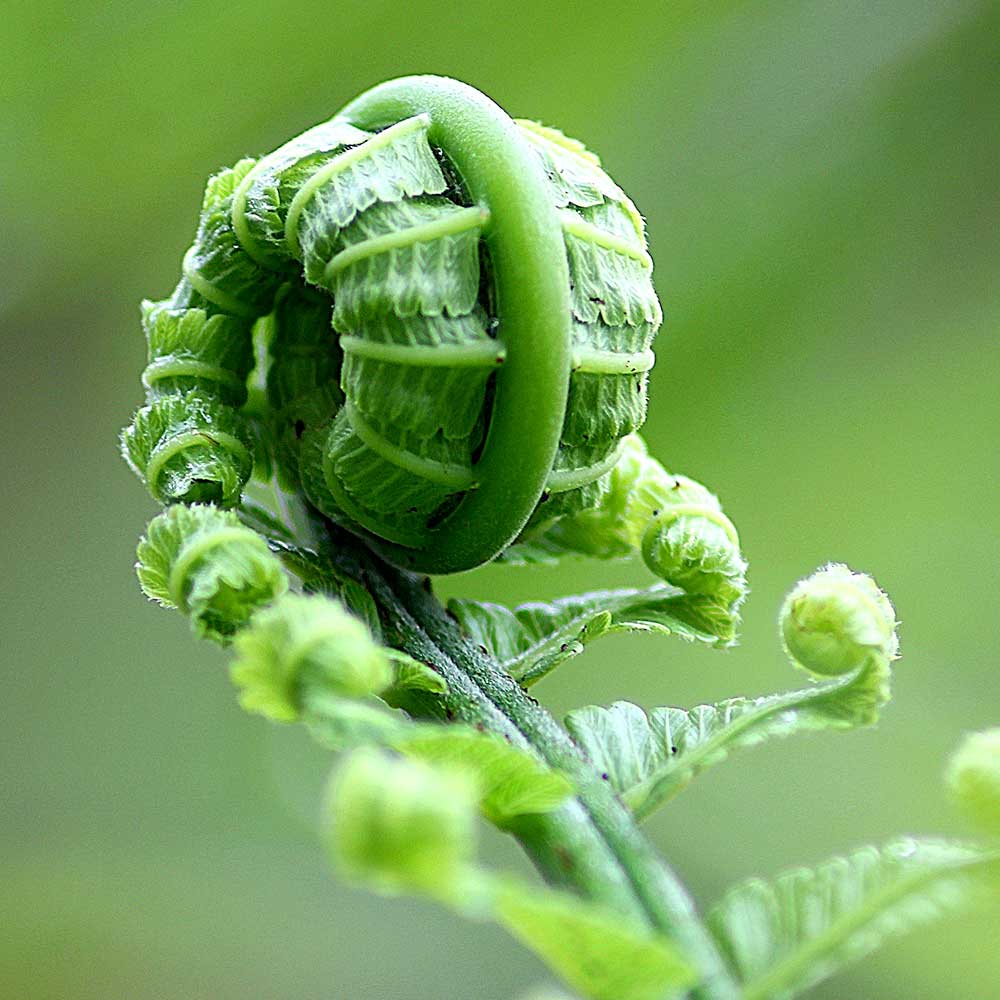 Nephrolepis Krulvaren standplaats licht warmte