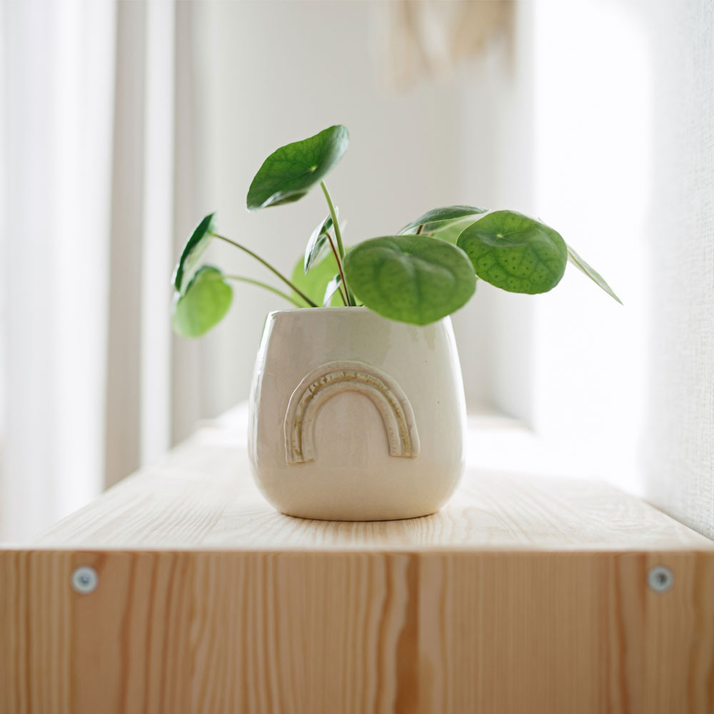 Pilea Peperomioides Pannenkoekenplant standplaats