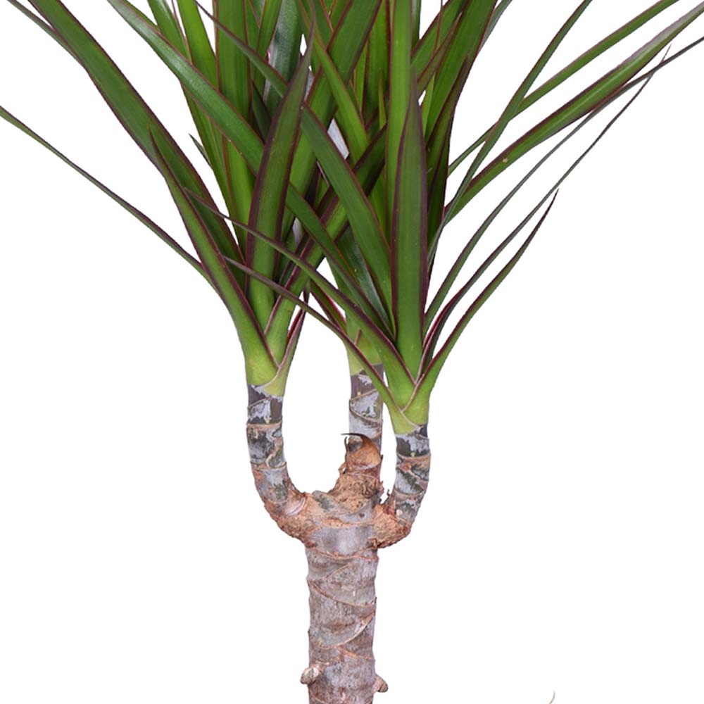 Dracaena Drakenbloedboom giftig