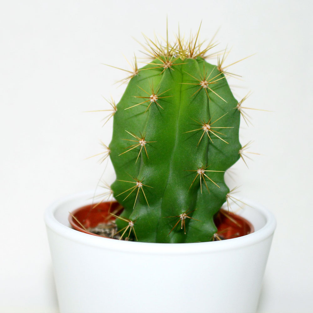 Cactus kenmerken