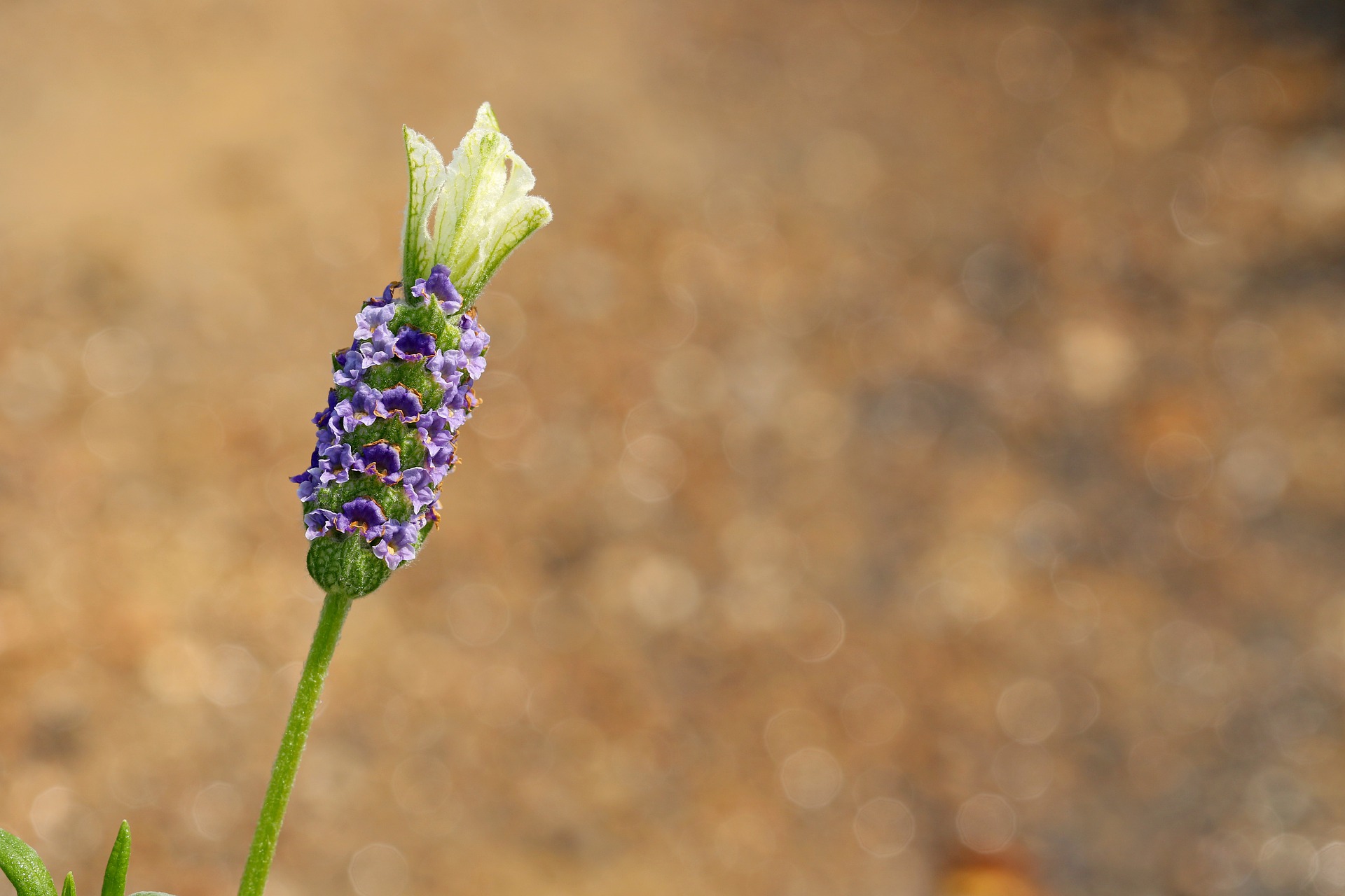 Bloeitijd en Seizoen van Ridderspoor
