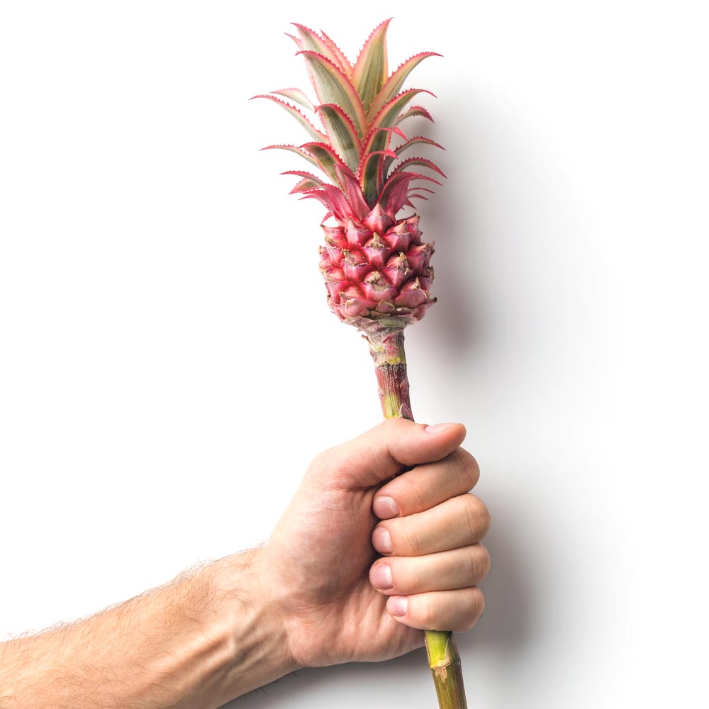 Bromelia Ananas Ananasplant standplaats, licht en warmte