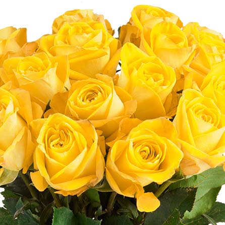 gele rozen in een zoom foto