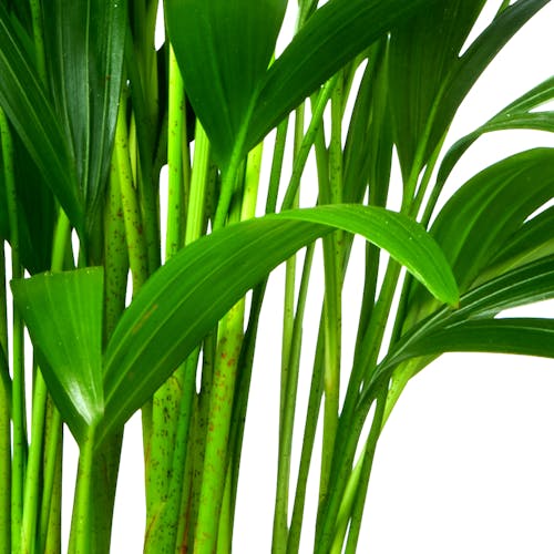 Howea Forsteriana | Kentia Palm Ziektes