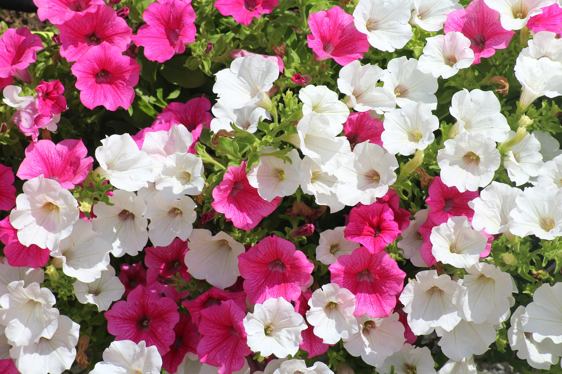 Petunia tuinplant