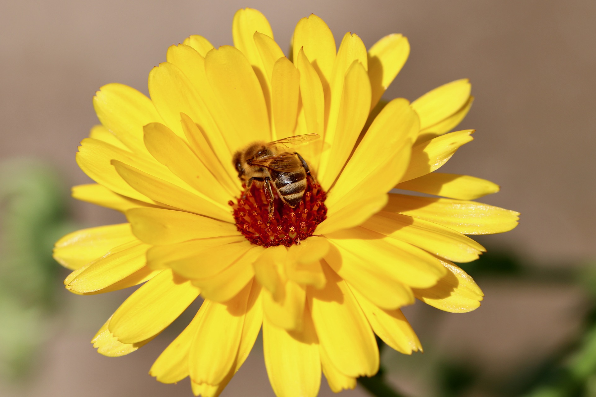 Standplaats zon of schaduw Goudsbloem