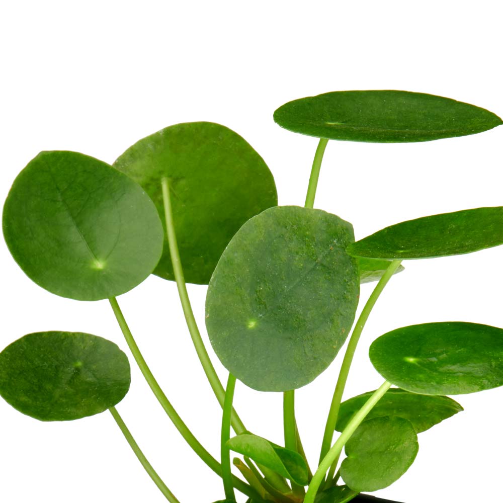 Pilea Peperomioides Pannenkoekenplant kenmerken