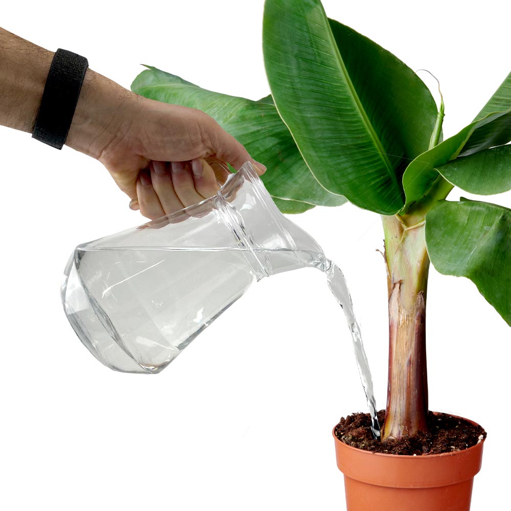 Musa plant Bananenplant water geven