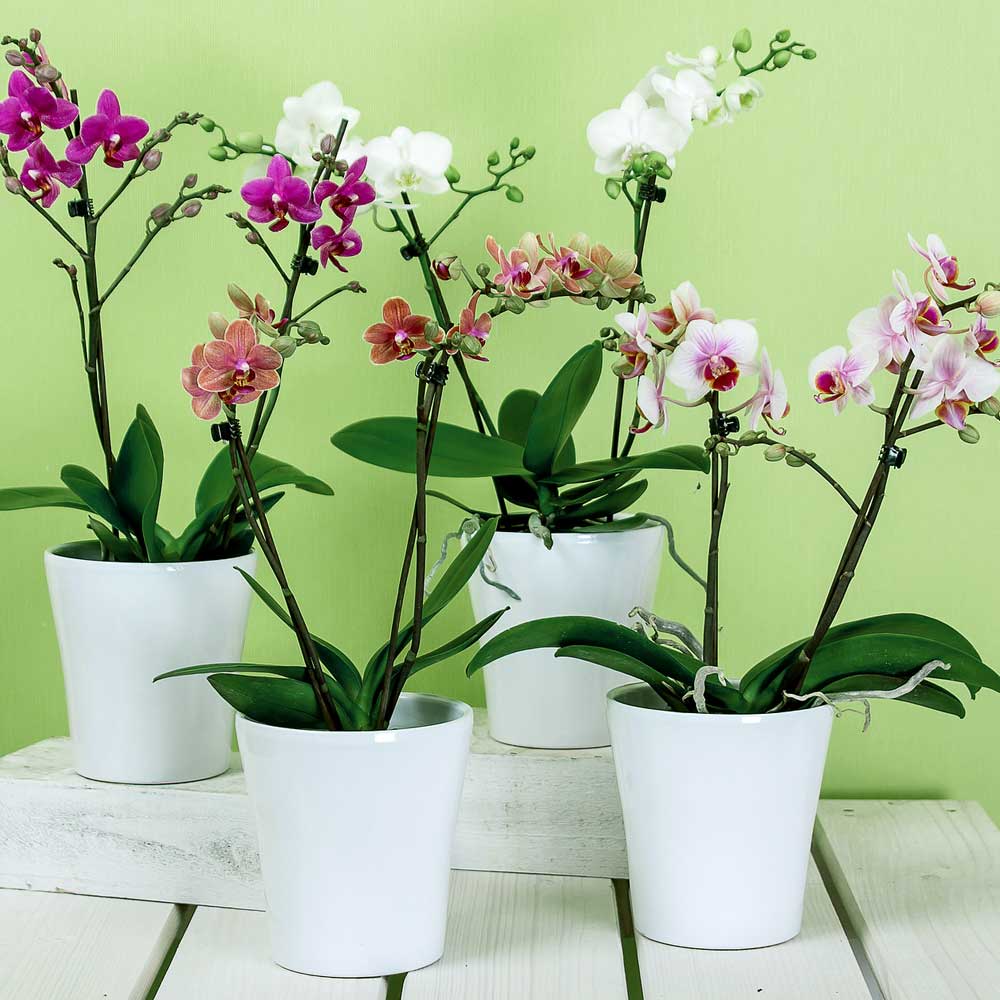 Phalaenopsis Orchidee subsoorten