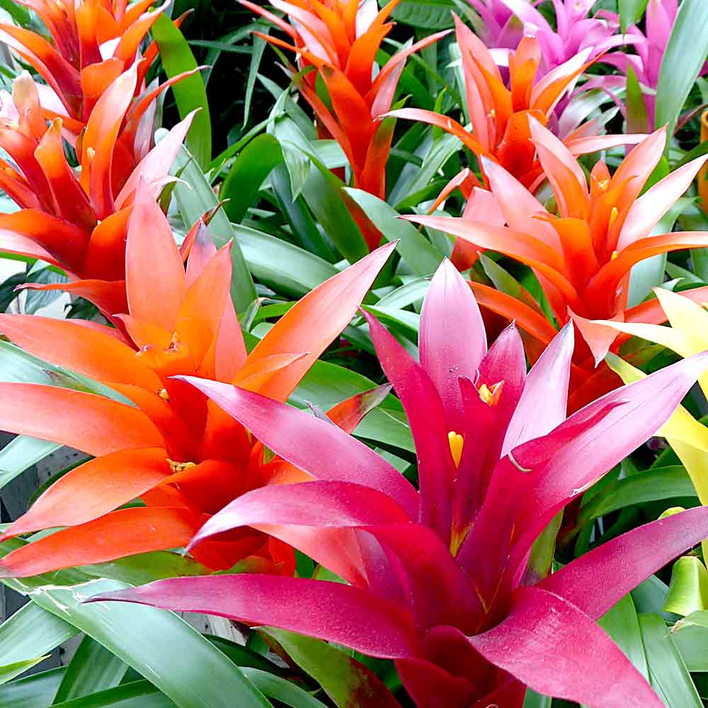 Bloeiende Bromelia