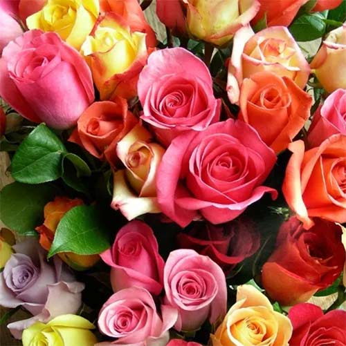 gemengde rozen in een zoom foto