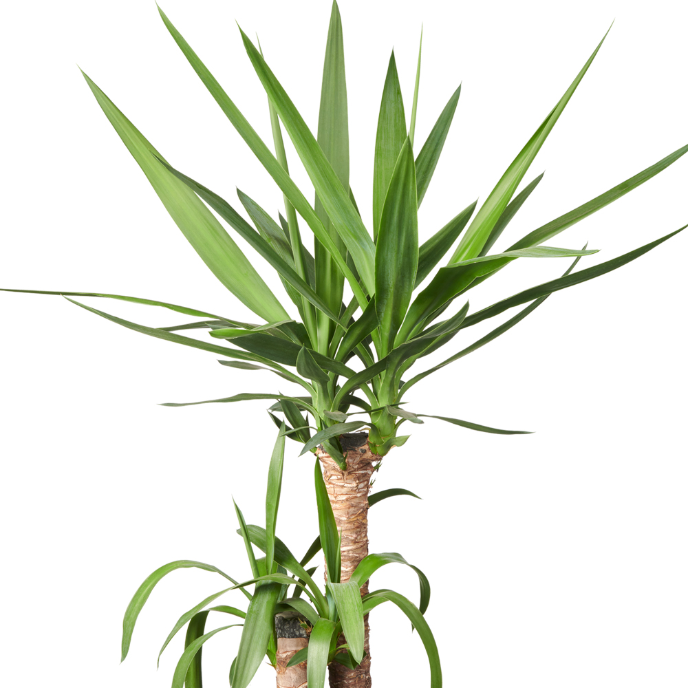 Yucca oorsprong