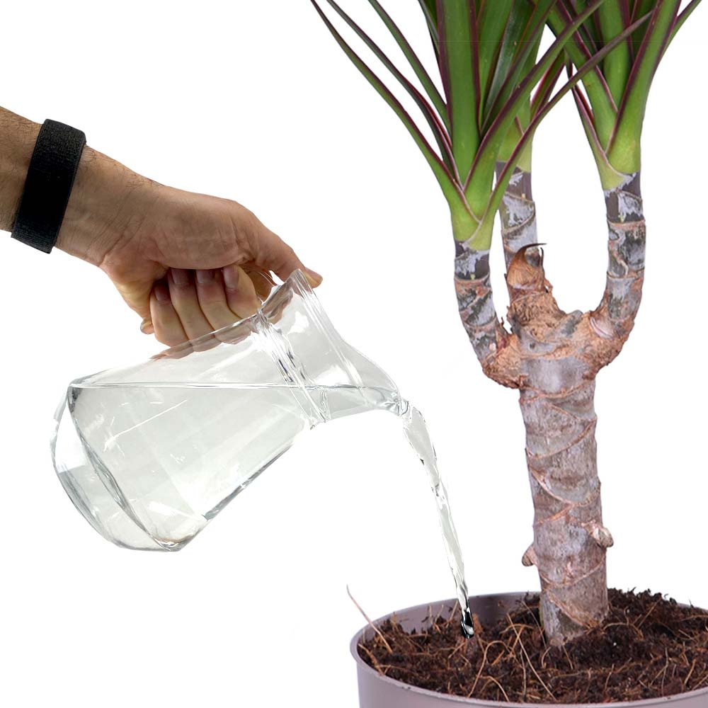 Dracaena Drakenbloedboom water geven