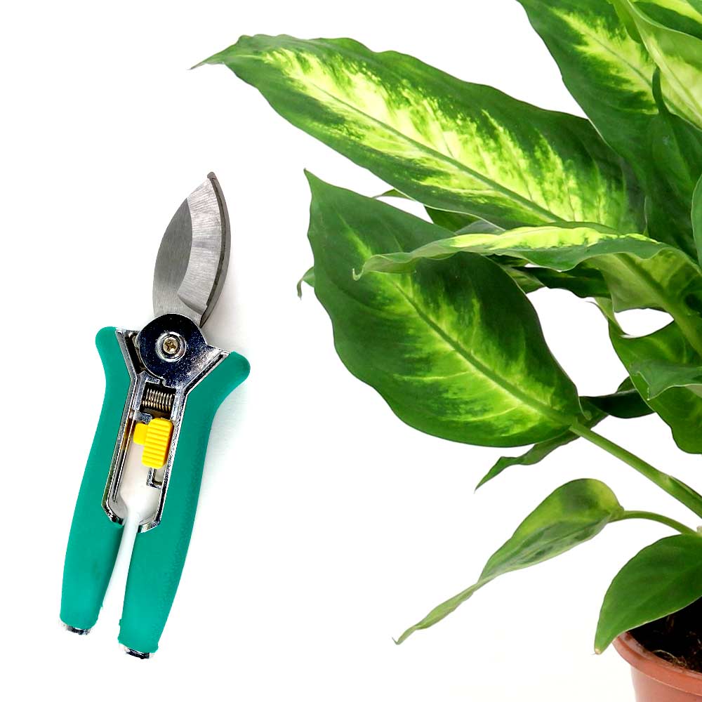 Dieffenbachia verzorging