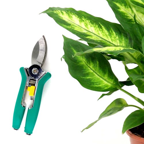 Dieffenbachia verzorging