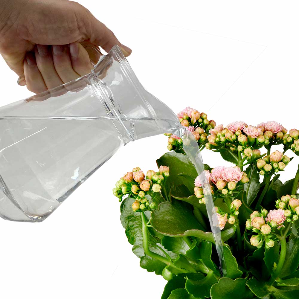 Kalanchoë Vetplant water geven