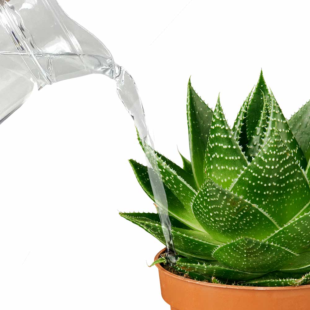 Succulent water geven