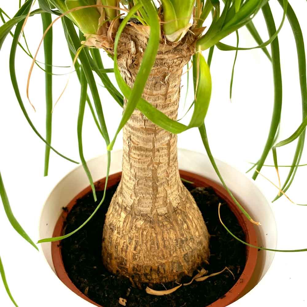 Beaucarnea Olifantspoot standplaats, licht en warmte