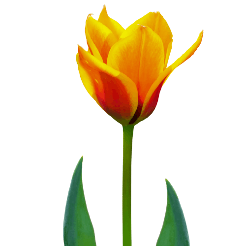 Alles Over Tulpen | Regiobloemist.Nl