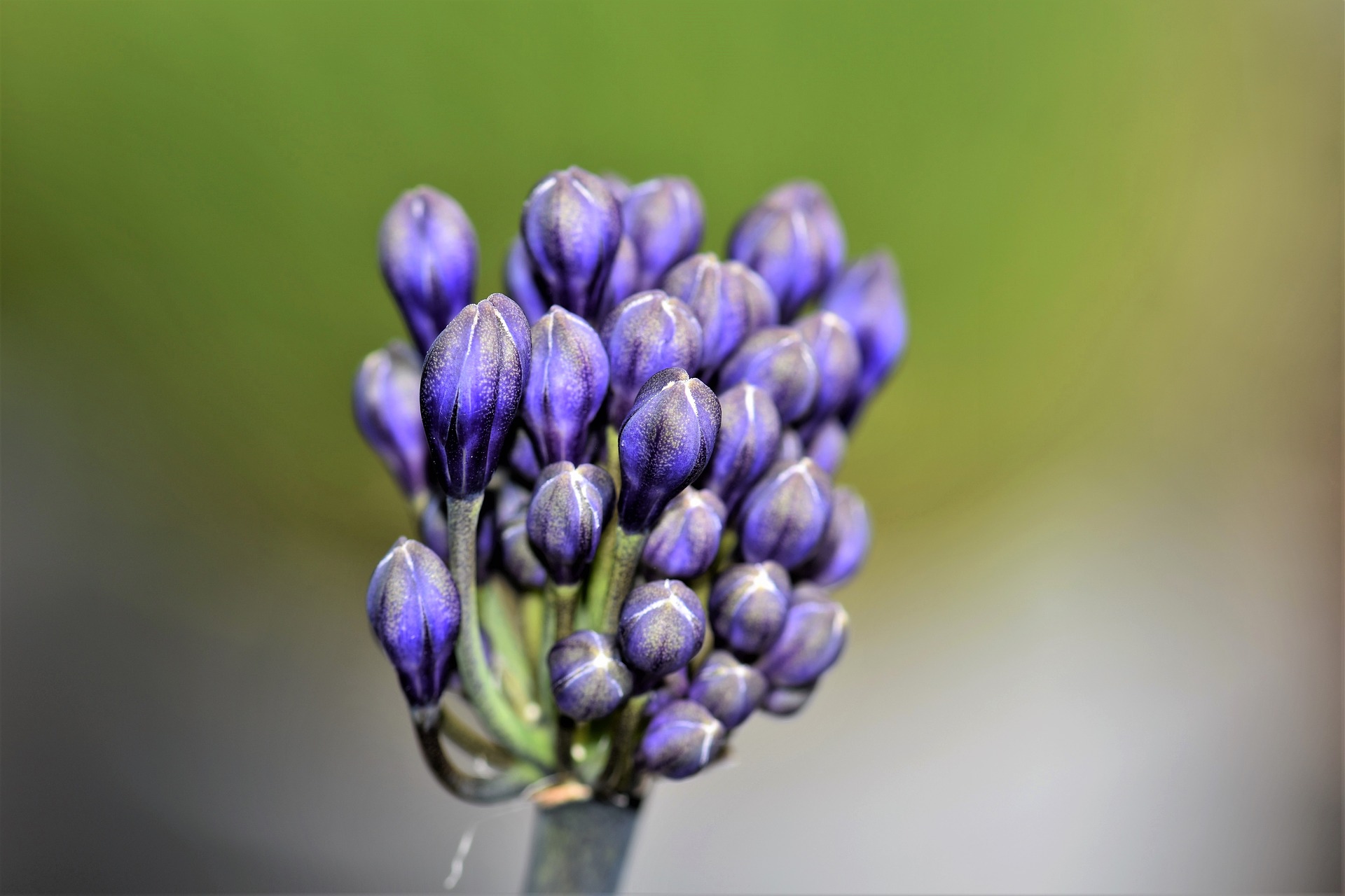 Standplaats Agapanthus Zon Schaduw