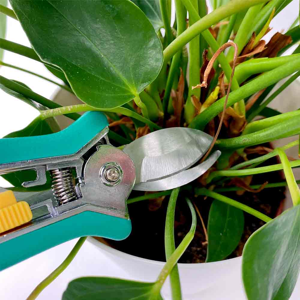 Anthurium Flamingoplant verzorging en snoeien