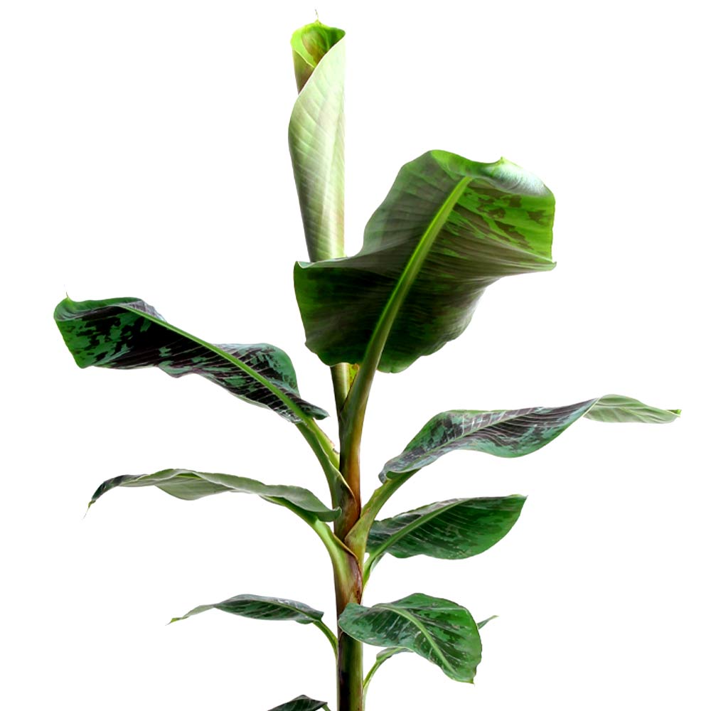 Musa plant Bananenplant kenmerken