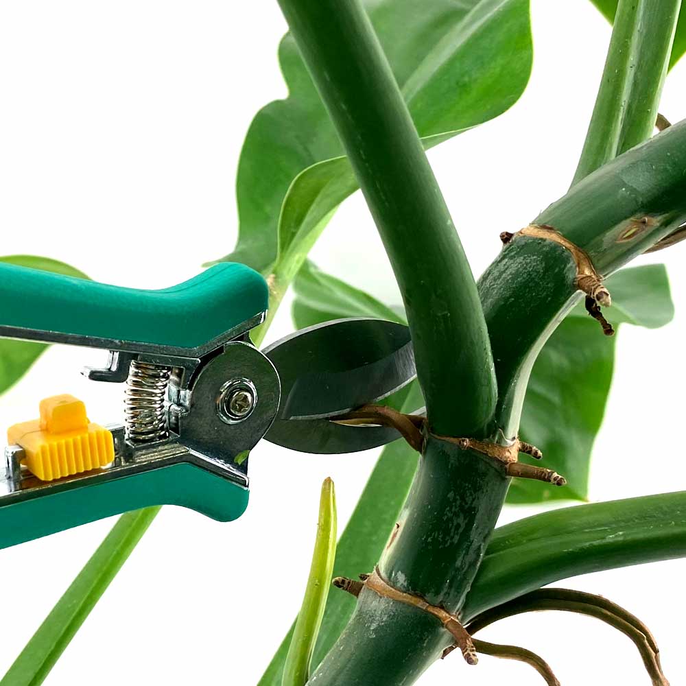 Philodendron snoeien