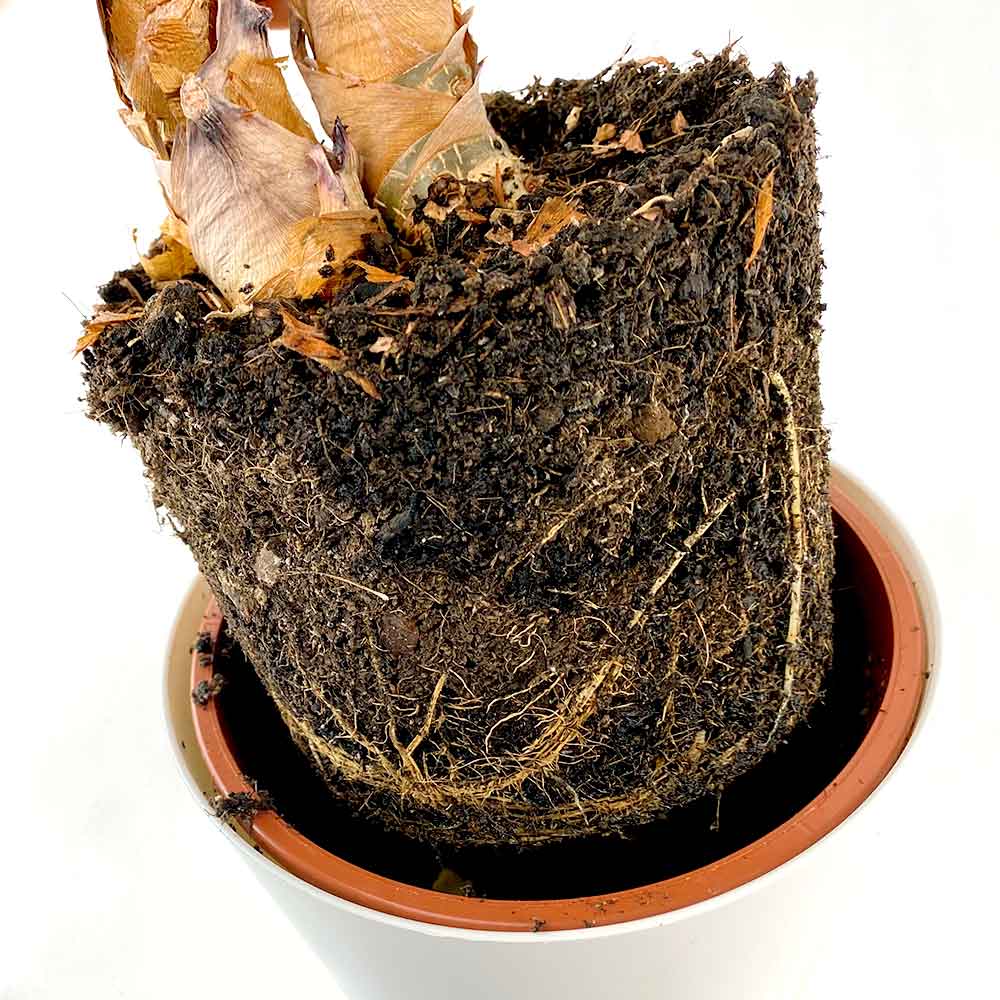 Alocasia Olifantsoor Verpotten