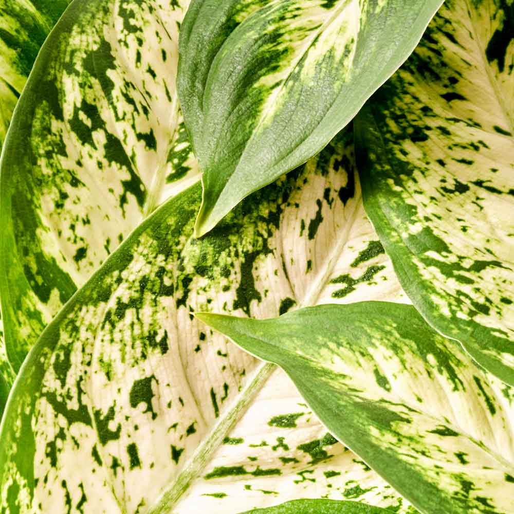 Dieffenbachia kenmerken