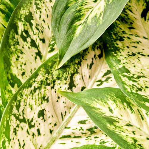 Dieffenbachia kenmerken