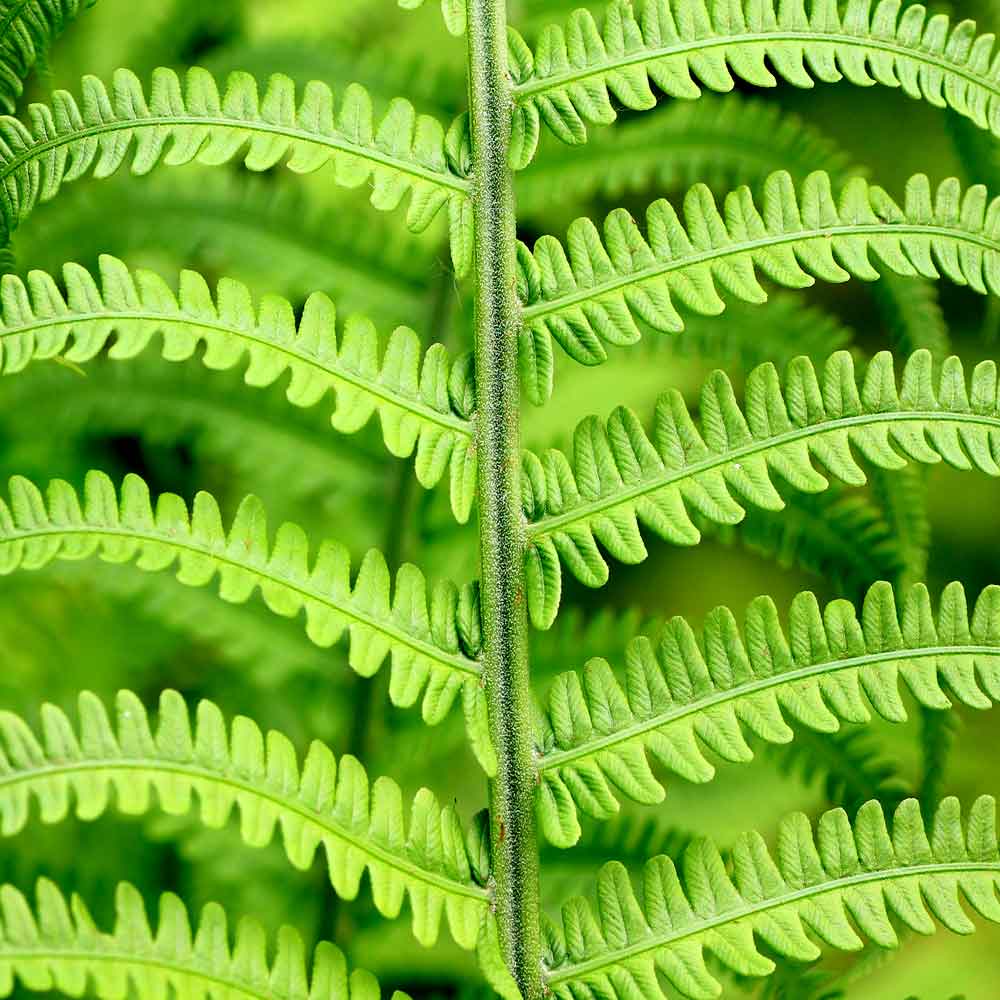 Nephrolepis Krulvaren kenmerken