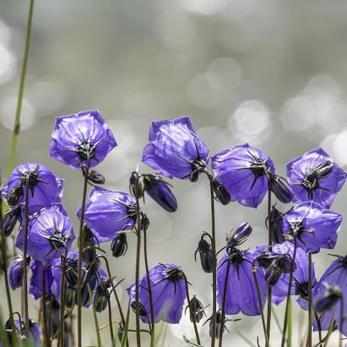Campanula Snoeien