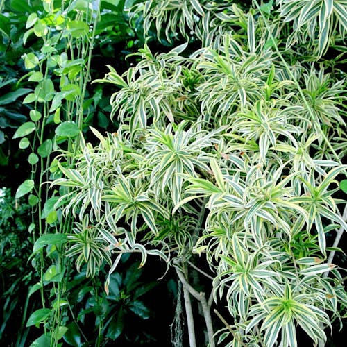 Chlorophytum Graslelie Spiderplant oorsprong herkomst