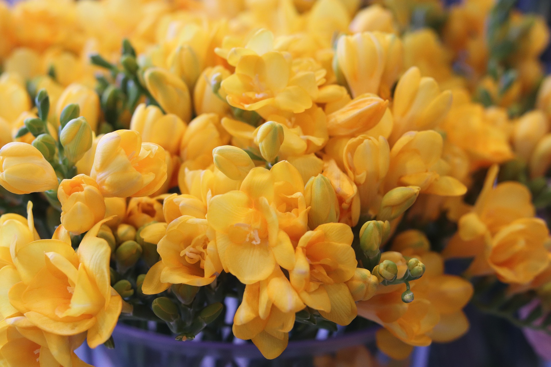 Freesia herkenning