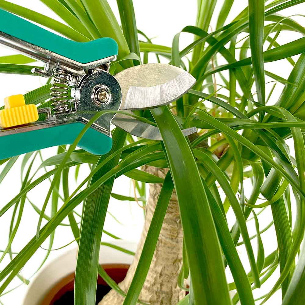 Beaucarnea Olifantspoot verzorging